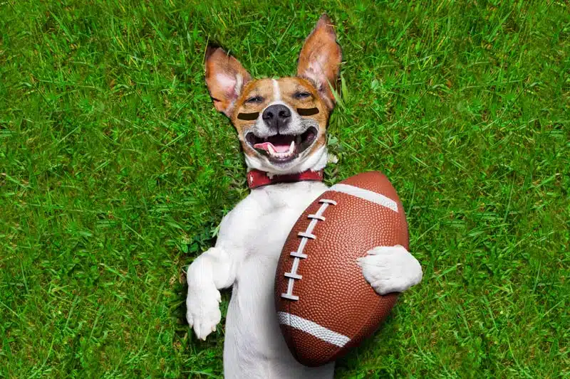 Dog carrying a football toy.